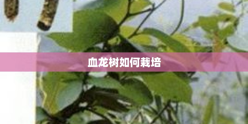 血龙树如何栽培