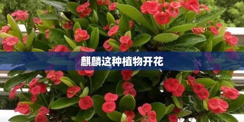 麒麟这种植物开花