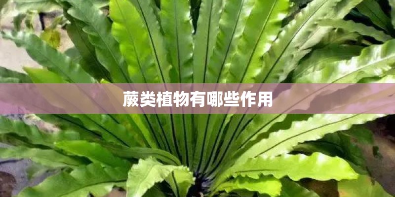 蕨类植物有哪些作用
