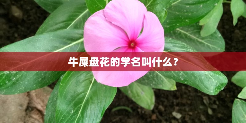 牛屎盘花的学名叫什么？