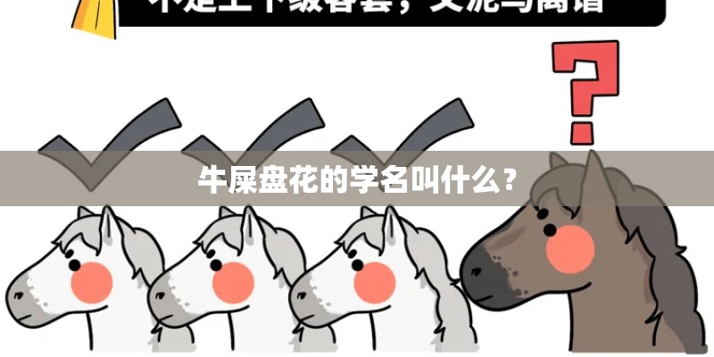 牛屎盘花的学名叫什么？