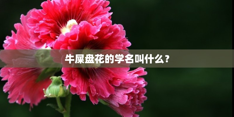 牛屎盘花的学名叫什么？