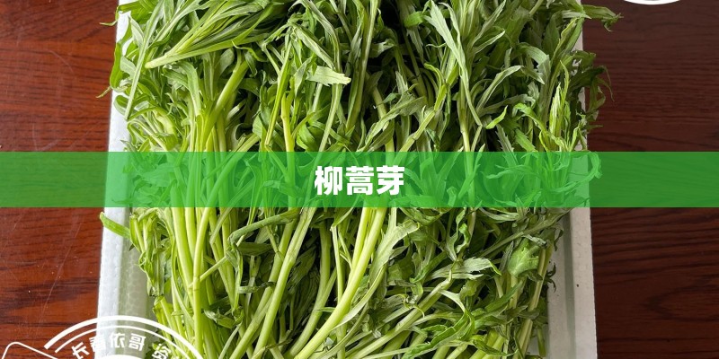 柳蒿芽