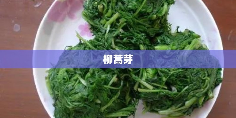 柳蒿芽
