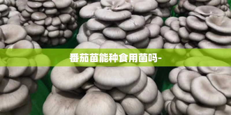 番茄苗能种食用菌吗-