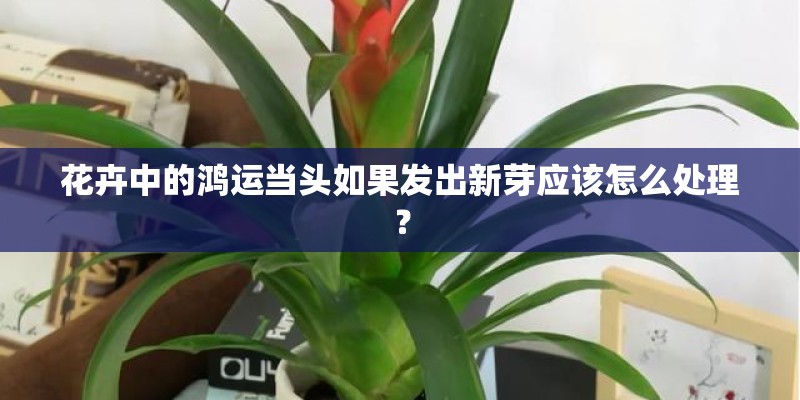 花卉中的鸿运当头如果发出新芽应该怎么处理？