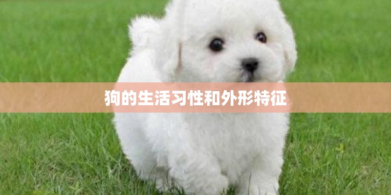 狗的生活习性和外形特征