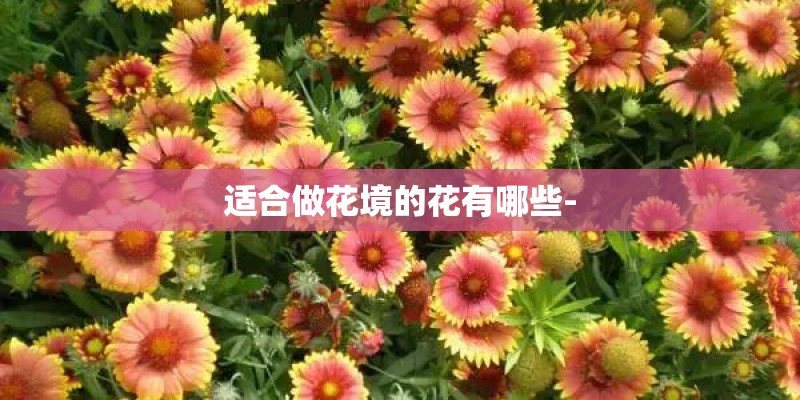 适合做花境的花有哪些-