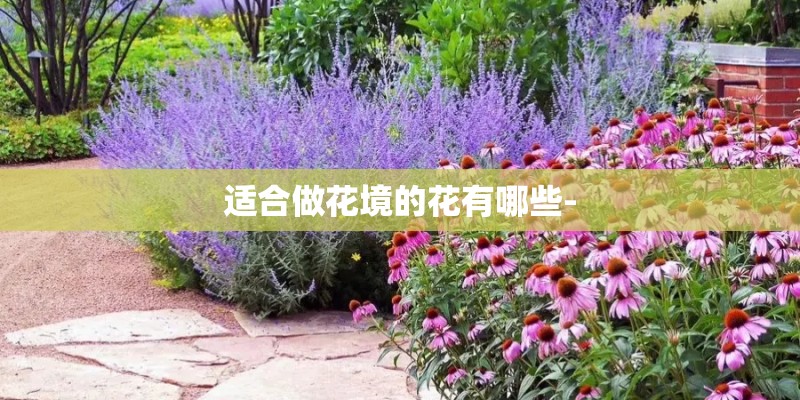 适合做花境的花有哪些-