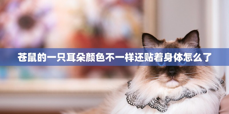 苍鼠的一只耳朵颜色不一样还贴着身体怎么了