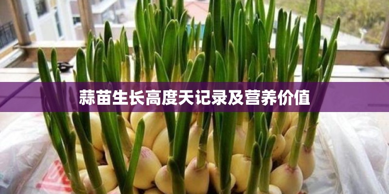 蒜苗生长高度天记录及营养价值