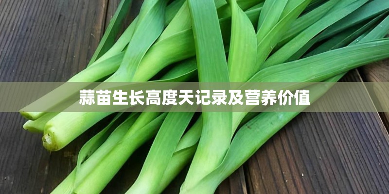蒜苗生长高度天记录及营养价值