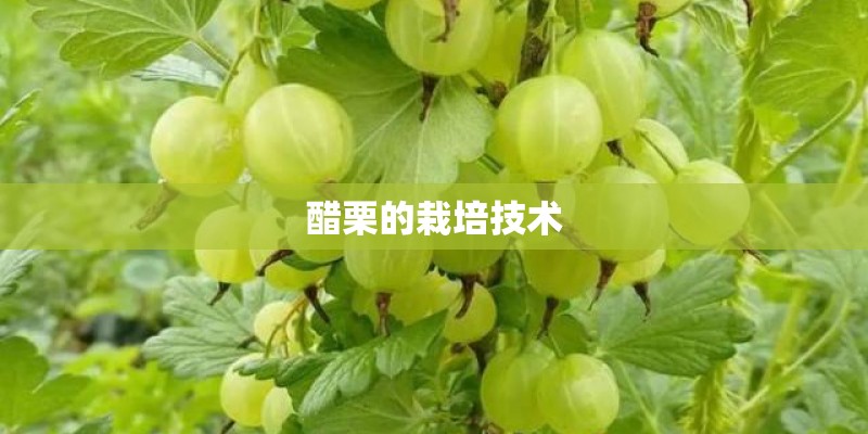 醋栗的栽培技术