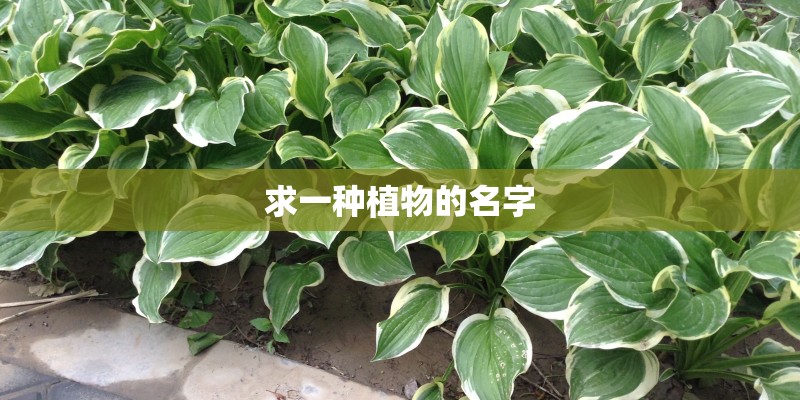 求一种植物的名字