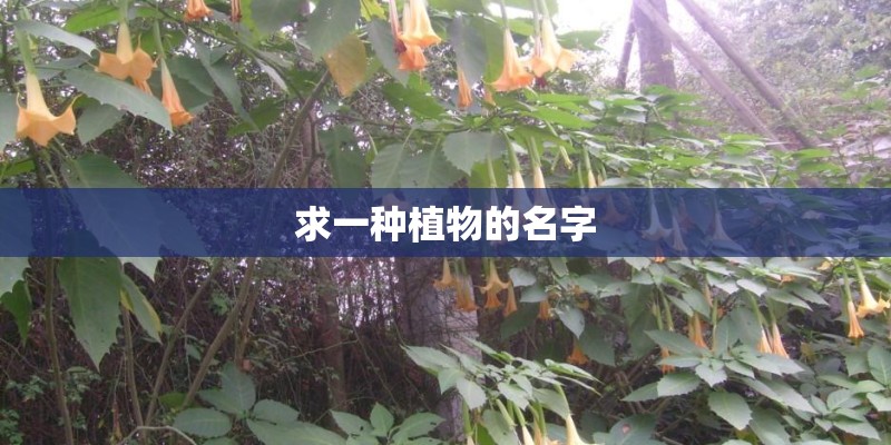 求一种植物的名字