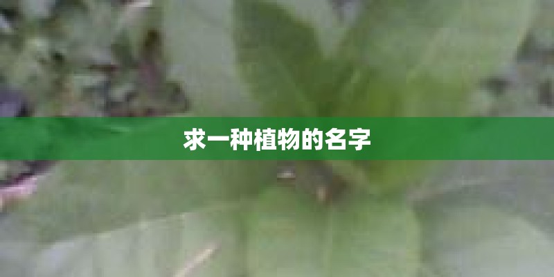 求一种植物的名字