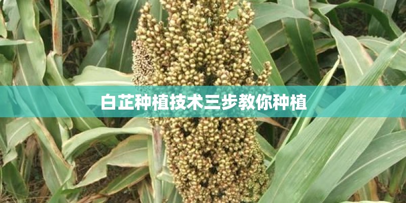 白芷种植技术三步教你种植