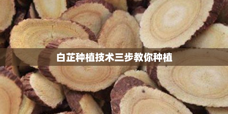 白芷种植技术三步教你种植