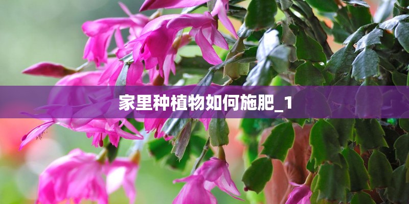 家里种植物如何施肥_1