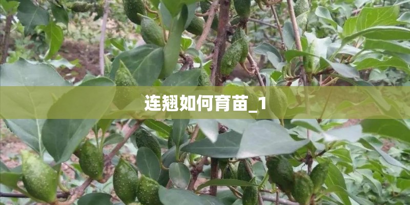 连翘如何育苗_1
