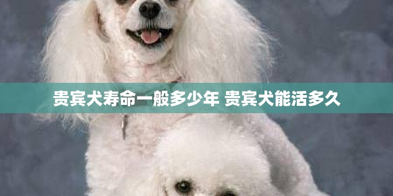 贵宾犬寿命一般多少年 贵宾犬能活多久