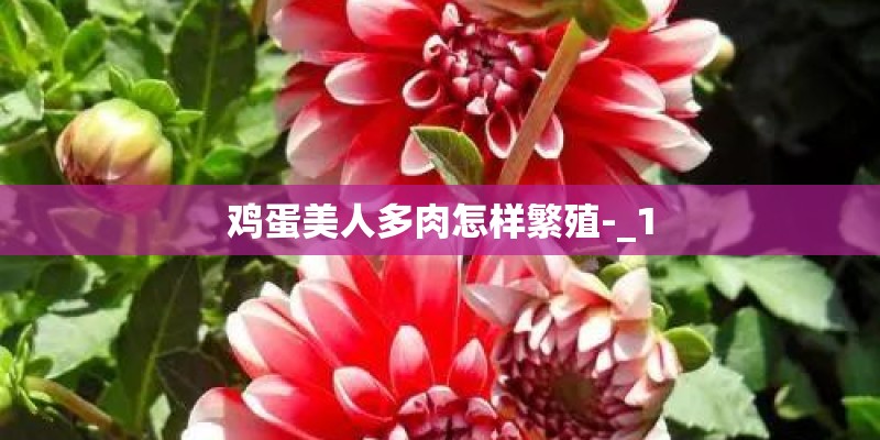 鸡蛋美人多肉怎样繁殖-_1