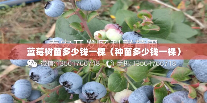 蓝莓树苗多少钱一棵（种苗多少钱一棵）