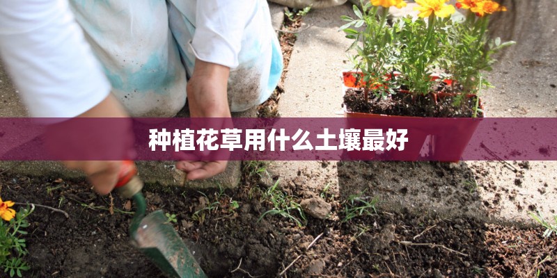 种植花草用什么土壤最好
