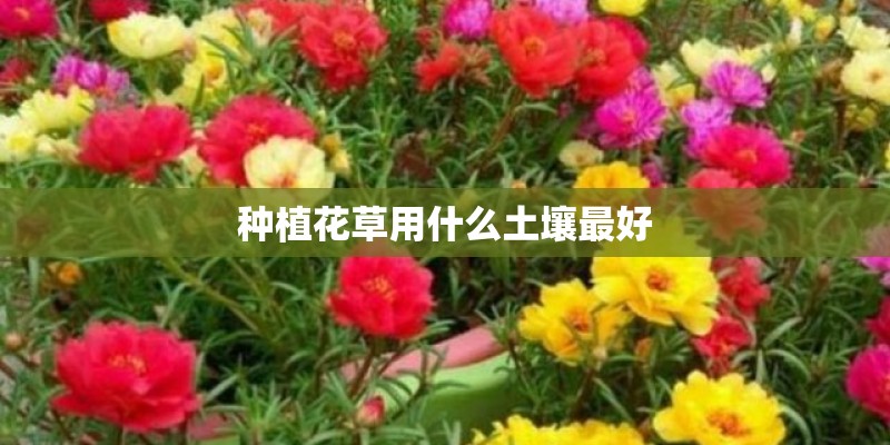 种植花草用什么土壤最好
