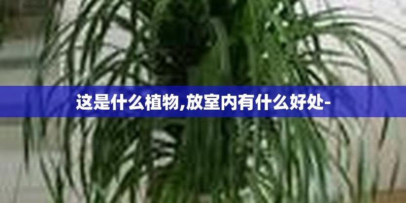 这是什么植物,放室内有什么好处-