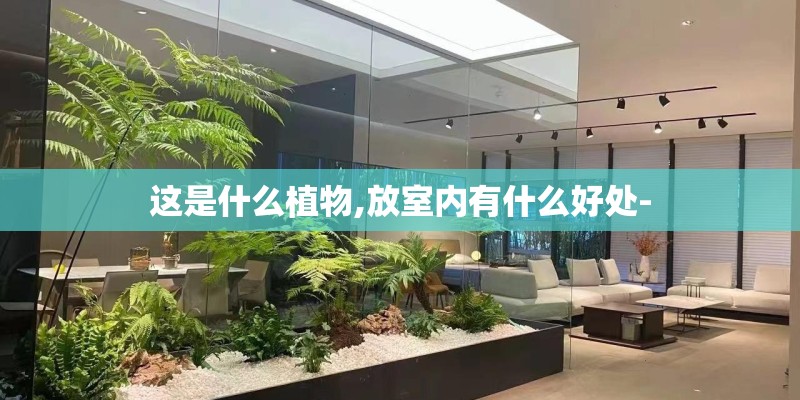 这是什么植物,放室内有什么好处-