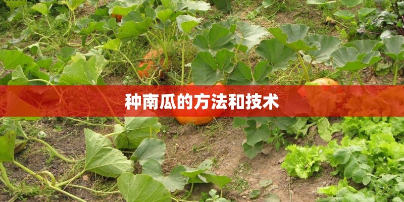 种南瓜的方法和技术