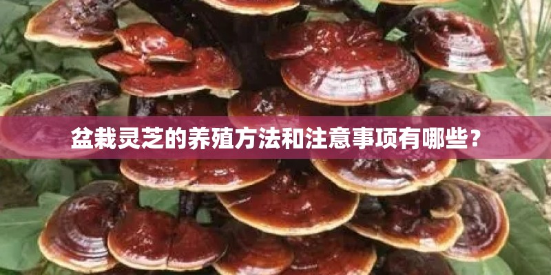 盆栽灵芝的养殖方法和注意事项有哪些？