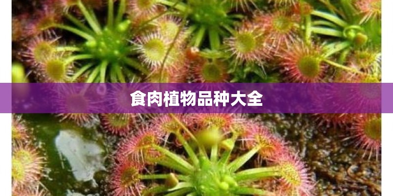 食肉植物品种大全
