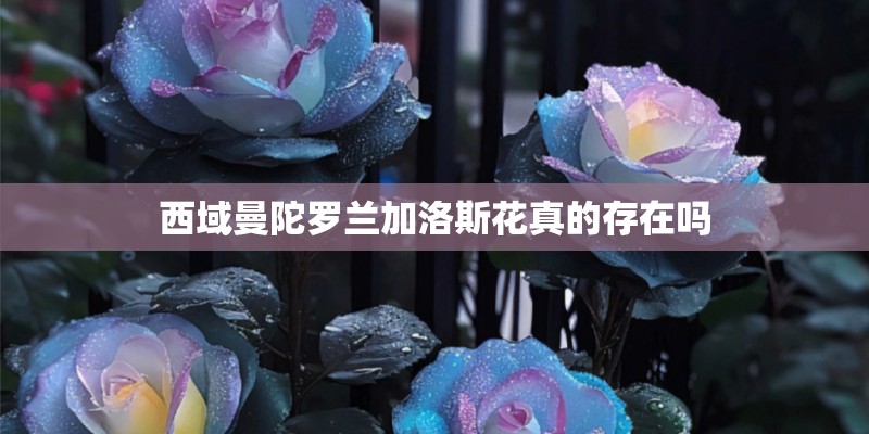 西域曼陀罗兰加洛斯花真的存在吗