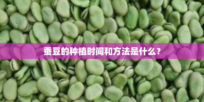 蚕豆的种植时间和方法是什么？