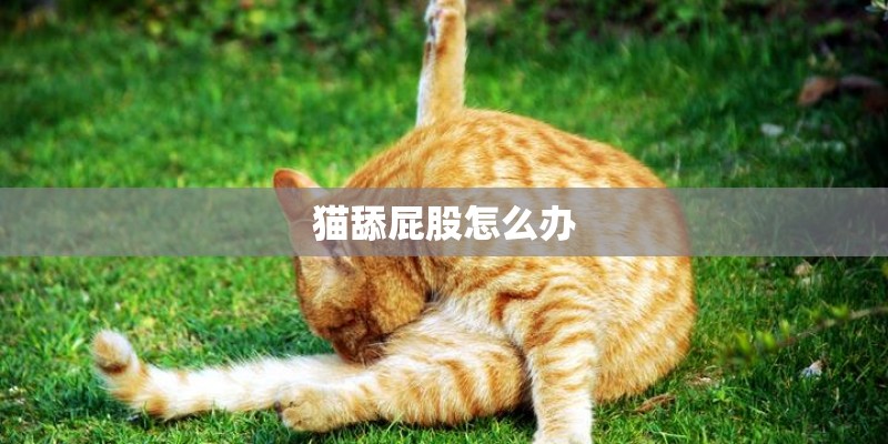 猫舔屁股怎么办