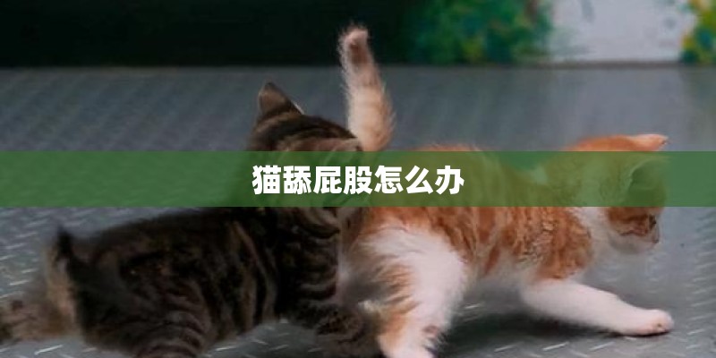 猫舔屁股怎么办