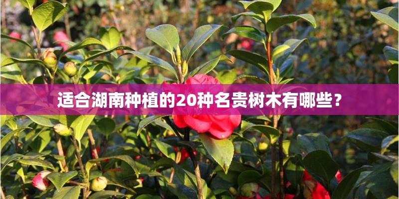 适合湖南种植的20种名贵树木有哪些？