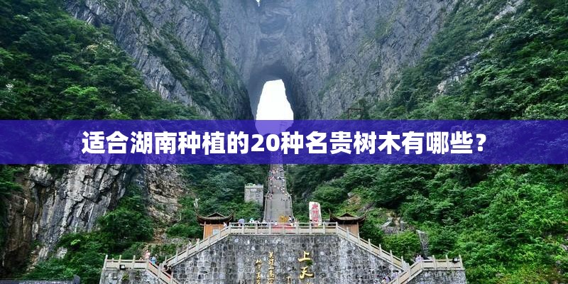 适合湖南种植的20种名贵树木有哪些？