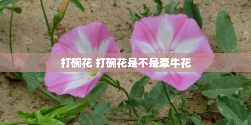 打碗花 打碗花是不是牵牛花