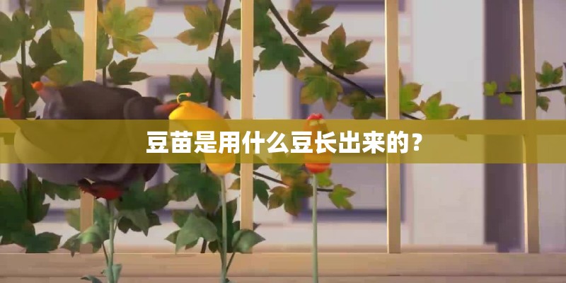 豆苗是用什么豆长出来的？