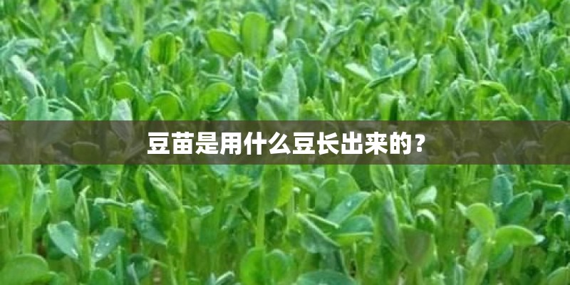 豆苗是用什么豆长出来的？