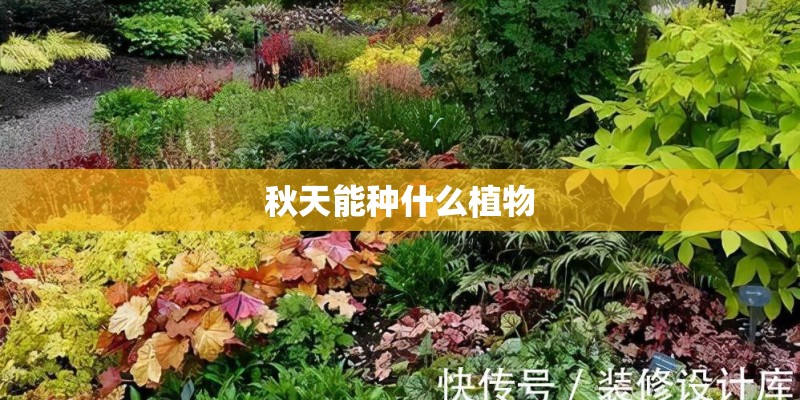 秋天能种什么植物