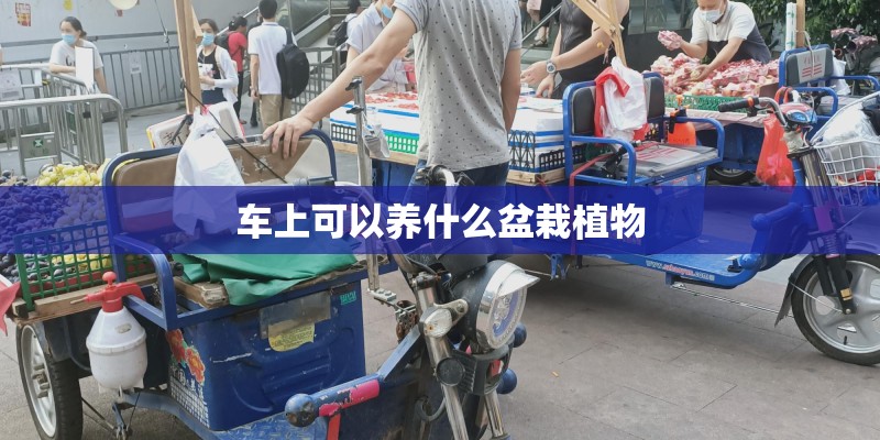 车上可以养什么盆栽植物