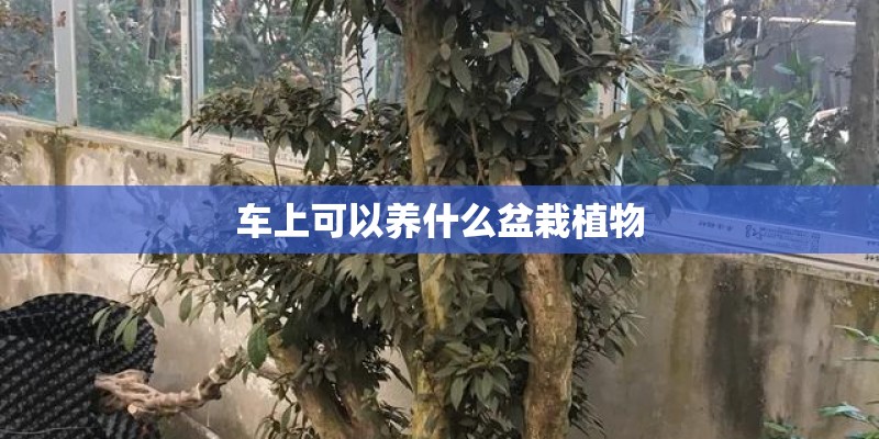 车上可以养什么盆栽植物