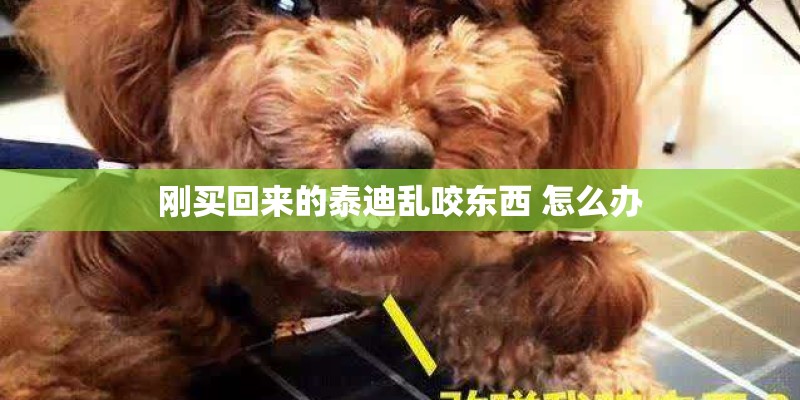 刚买回来的泰迪乱咬东西 怎么办
