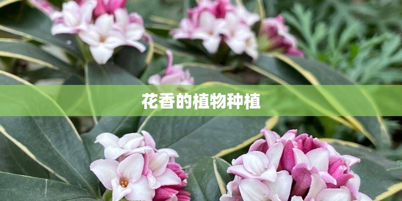 花香的植物种植