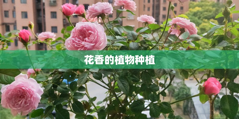 花香的植物种植