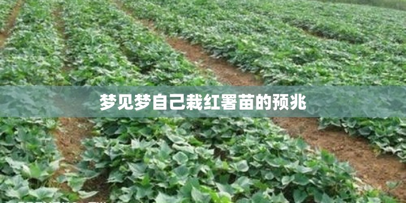 梦见梦自己栽红署苗的预兆